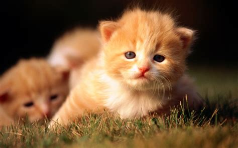 唯美超可爱小猫图片-猫猫萌图-屈阿零可爱屋