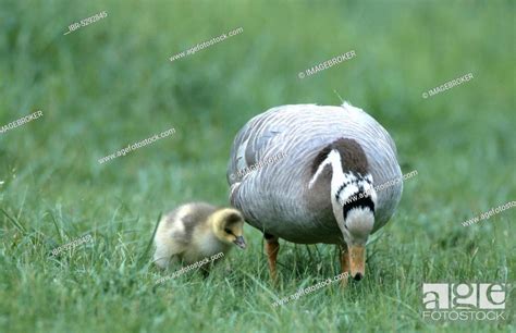 Bar-headed goose (Anser indicus) with goslings, Stock Photo, Picture ...