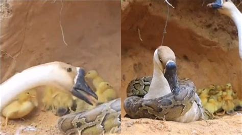 实拍：蟒蛇突袭一窝幼崽大鹅疯狂啄击驱赶最终被“死亡缠绕”_腾讯视频