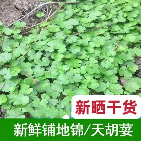 严锦图片