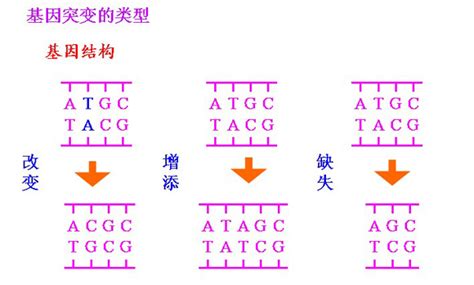 高二生物教案：基因突变的类型_高考_新东方在线