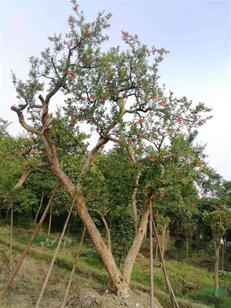 大红袍石榴树的特点-苗木百科-中国花木网