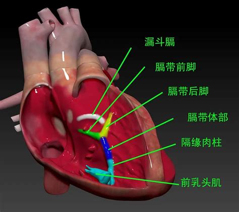 “绿宝书”丨精美图谱，生动形象！换个方式看心脏解剖（2）__凤凰网