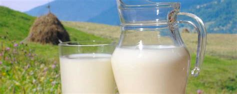 羊奶的功效作用 生活小窍门_西安百跃羊乳集团-专注羊乳生产-羊乳制品研发