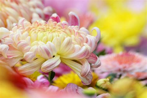 花团锦簇唯美好看的高清花卉手机壁纸图片_配图网