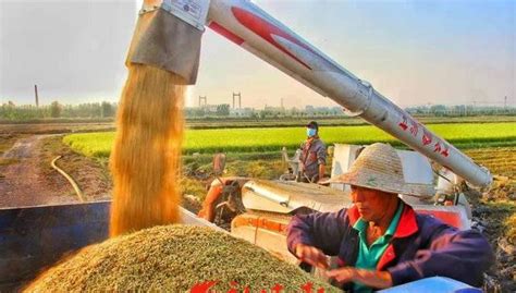 喜报！济南吴家堡黄河大米被评为全国名特优新农产品，你吃过吗？|农产品|大米|黄河_新浪新闻
