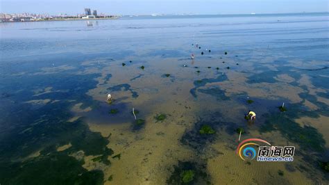 海口湾出现大面积海藻 检测机构已取样进行检测-新闻中心-南海网