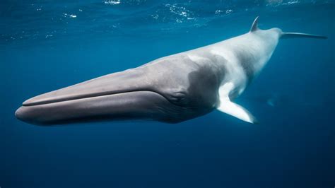最大的鲸鱼是什么鲸？ - 百科 - 酷钓鱼