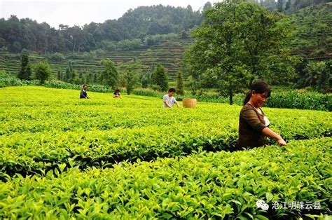 云县被被评为云南省高原特色现代农业茶产业“十强县”