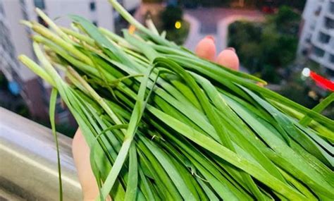 最近吃韭菜要注意： 农药残留超标现象较严重-新闻中心-温州网