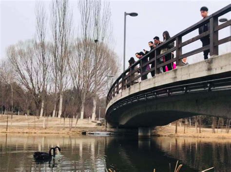 黑天鹅首现北京奥森公园 优雅觅食引游客跟拍 | 北晚新视觉