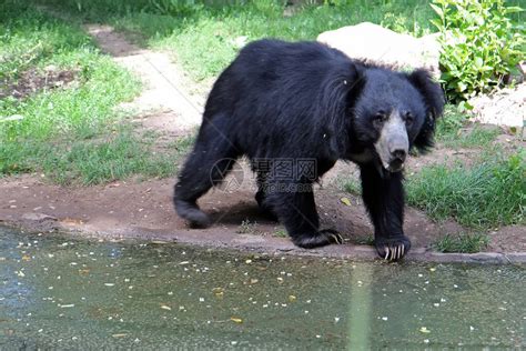 美国黑熊Ursusamericanus高清图片下载-正版图片506666185-摄图网