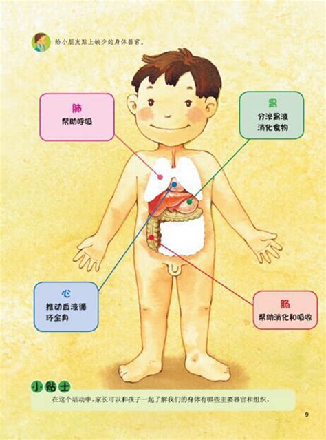 女性人体器官图图片
