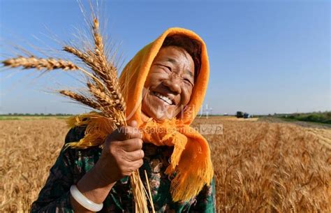 河北沧州：盐碱地里“土生金”-人民图片网