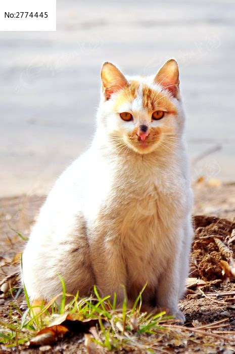 怒目对视的猫图片