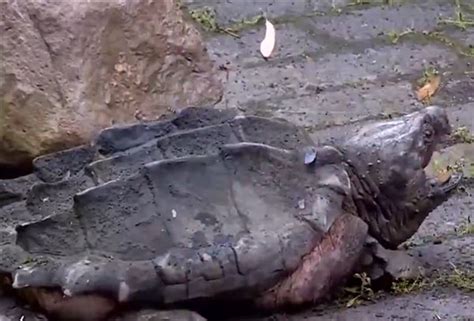 亚巨乌龟苗亚洲巨型龟半水龟观赏龟网红宠物龟活体素食龟青菜龟-淘宝网