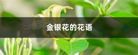 科学网—野花系列：金银花 - 张叔勇的博文