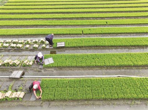 北海第一户水稻种植家庭农场注册成立_北海新闻专栏-广西东兴边关国际旅行社