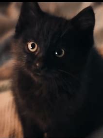 黑猫的名字 - 业百科