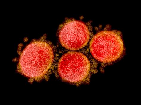 新冠病毒发现新变种XE，两种奥密克戎重组而成，传播速度更快10%|新冠肺炎_新浪新闻