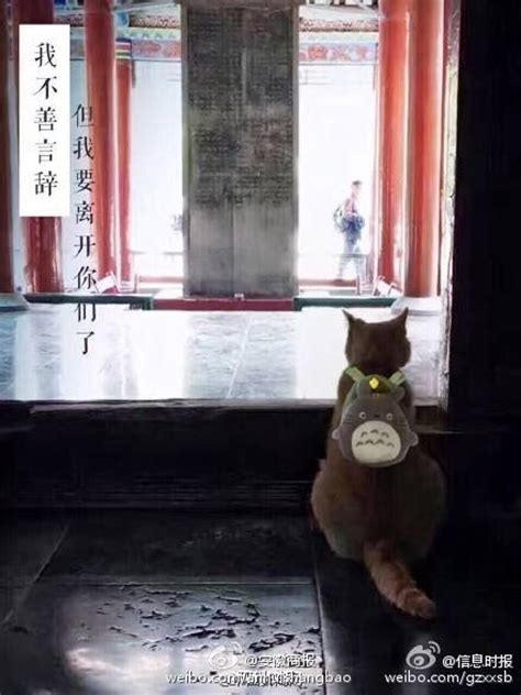 网红猫将被驱逐一脸无辜惹人疼 网友:人的错让猫背锅_青新闻__中国青年网