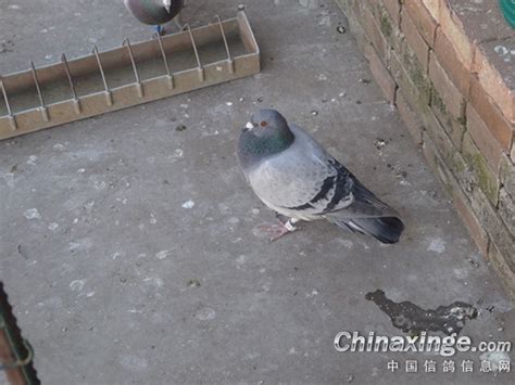 鸽友家等鸽（任代才）--中国信鸽信息网相册