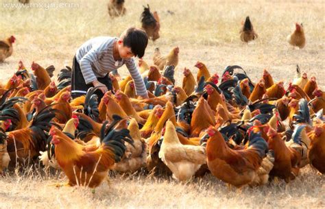 成年妇女在农场喂食谷物家禽鸡和高清图片下载-正版图片503138442-摄图网