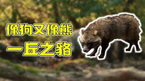 “一丘之貉”本貉现身！青岛首次采用红外相机拍摄到野生貉野外活动影像-半岛网