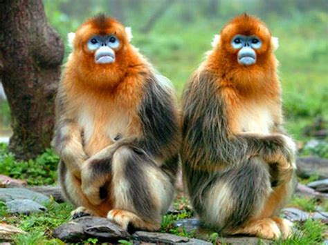 金丝猴远离人类，生活在原始森林中，他用10年才弄清金丝猴的数量_腾讯视频