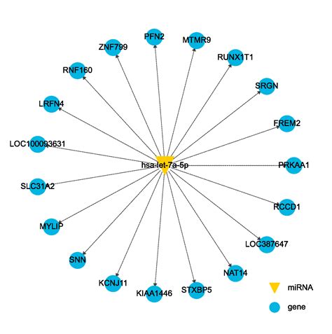 微生信 - 在线绘制miRNA靶基因网络图