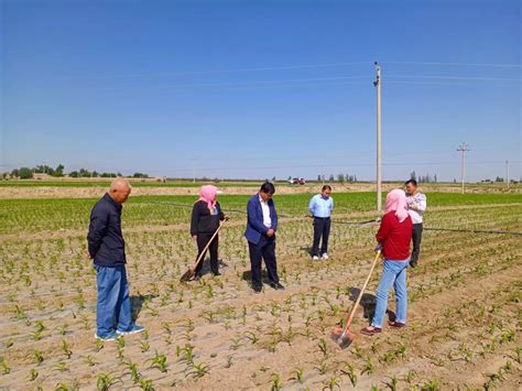 武威市人民政府 科技特派员在行动 3月23日，市林综中心科技特派员前往凉州区清源镇开展桃树种植技术指导