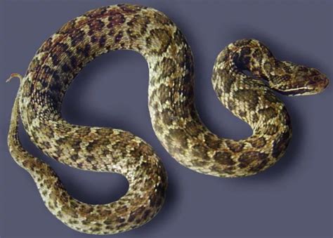 中国蛇类 - 物种信息