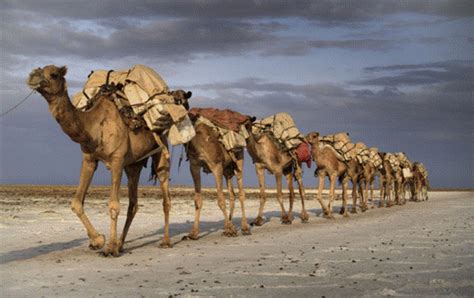 唐 陶骆驼(正面) 美国大都会博物馆藏-古玩图集网