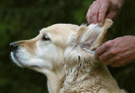 狗身上的蜱虫图片