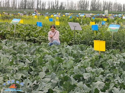 张掖市农业农村局-甘州区积极引进蔬菜新品种丰富群众菜篮子