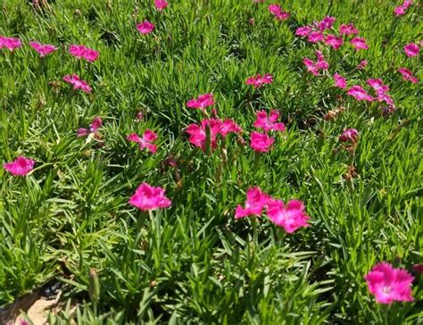 欧石竹春天可以播种吗-花卉百科-绿宝园林网