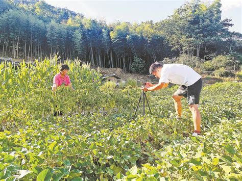 阿嬷·田园·短视频 看自媒体如何再现农村生活图景_福建新闻_新闻频道_福州新闻网