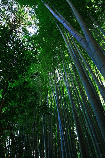 日本竹林花园景观高清图片下载-正版图片507465267-摄图网