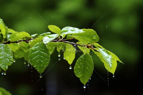 露水图片、露水图片大全
