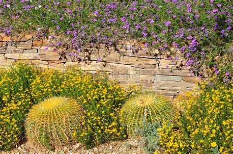 植物沙漠花园公园花朵干旱花园荆棘高清图片下载-正版图片320638326-摄图网