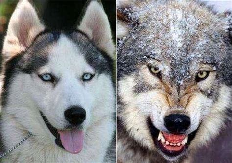 狼和狗的区别，双胞胎都有细节上的区别-我的宠舍
