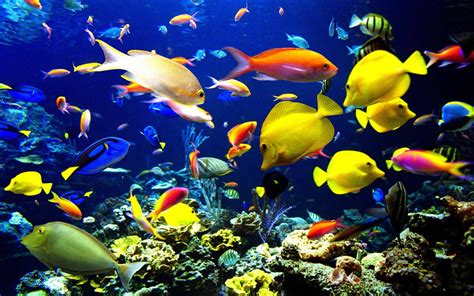 海底世界各种生物高清图片下载