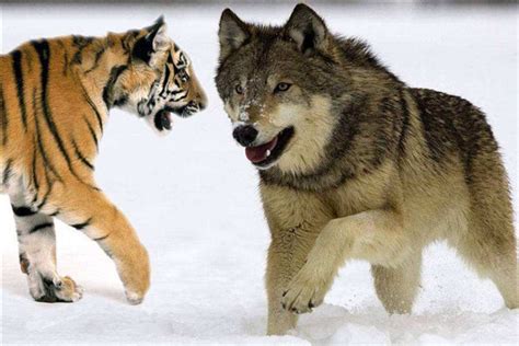 西伯利亚狼图片_西伯利亚狼素材_西伯利亚狼高清图片_摄图网图片下载
