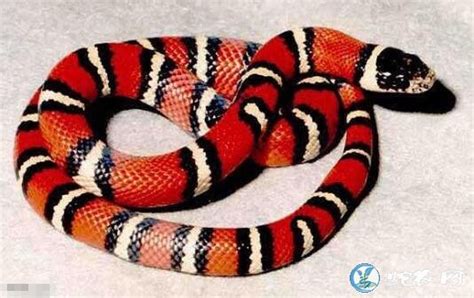 宠物蛇有哪些、介绍蛇友饲养的常见宠物蛇品种-毒蛇网爬宠吧