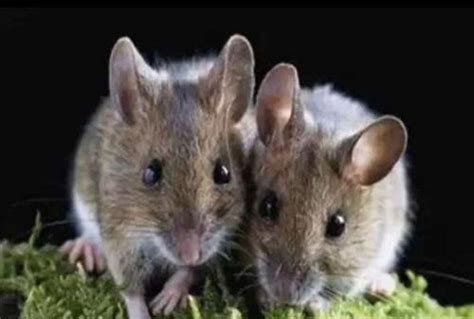 【灭鼠公司】老鼠为什么可以“入侵”高层住宅_灭老鼠_除四害消杀灭虫网