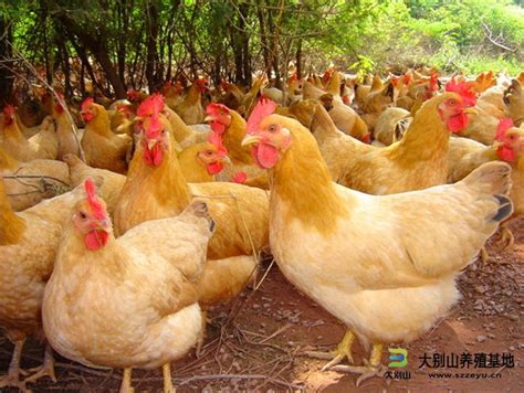 山地养殖本鸡土鸡高清图片下载-正版图片500475681-摄图网