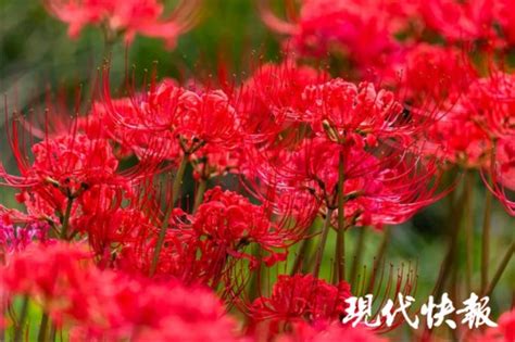 红色彼岸花温柔女生头像