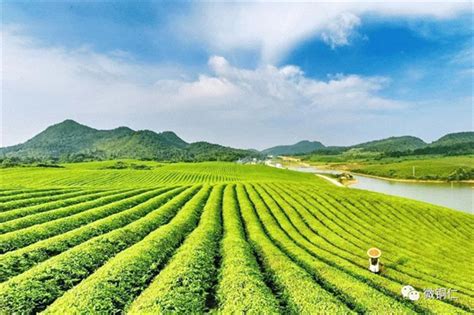 本月底，铜仁将在东莞举办生态茶产业招商推介活动_铜仁网