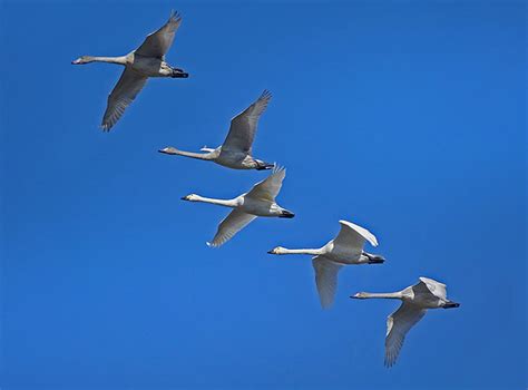 豫南小两口养了一群会飞的大雁，天天水中嬉戏，人们能近距离观赏-大河网
