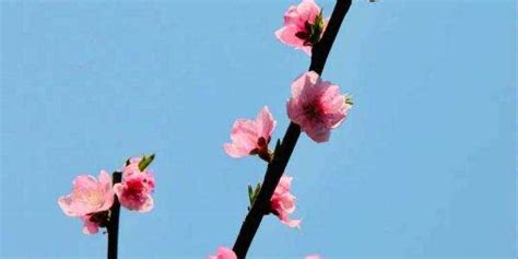 三月桃花开：10首古诗文里的桃花，10种风情 - 微文周刊